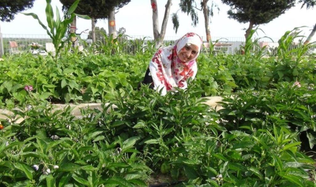 Okul bahçesinde hasat başladı: Öğrenciler ürünleri tek tek topladı…