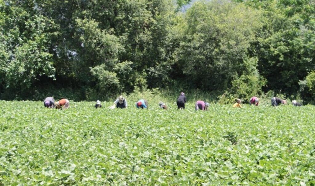 Payas’ta hasat başladı: Tarlada 50 TL’ye satılıyor