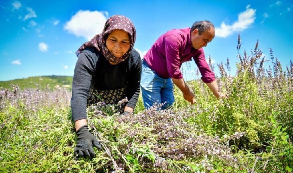 Silifkeli üreticiler hasada başladı: 72 üretici 72 dekar alanda üretim yapıyor…