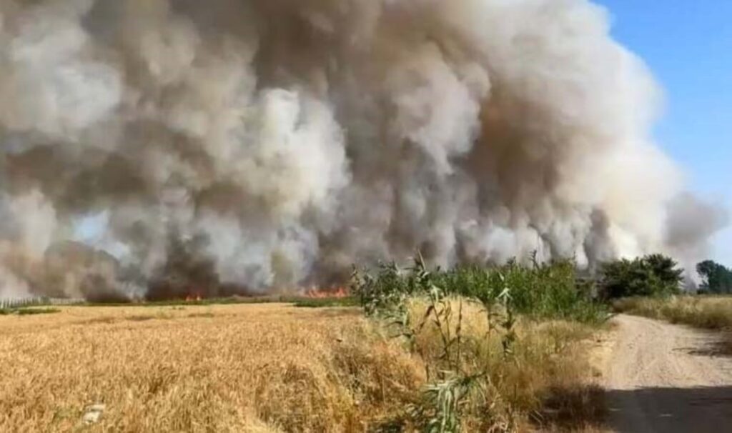 250 dekarlık tarla kül oldu: Hasada ‘temizlik ateşi’ düştü