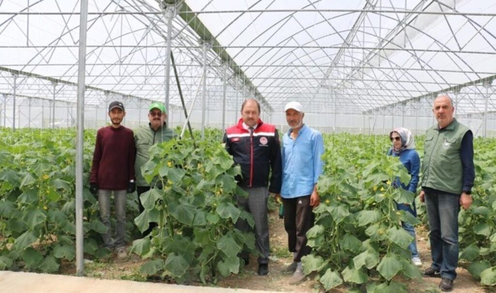 6 dekarlık alanda üretime başlamıştı… İlk hasat yapıldı