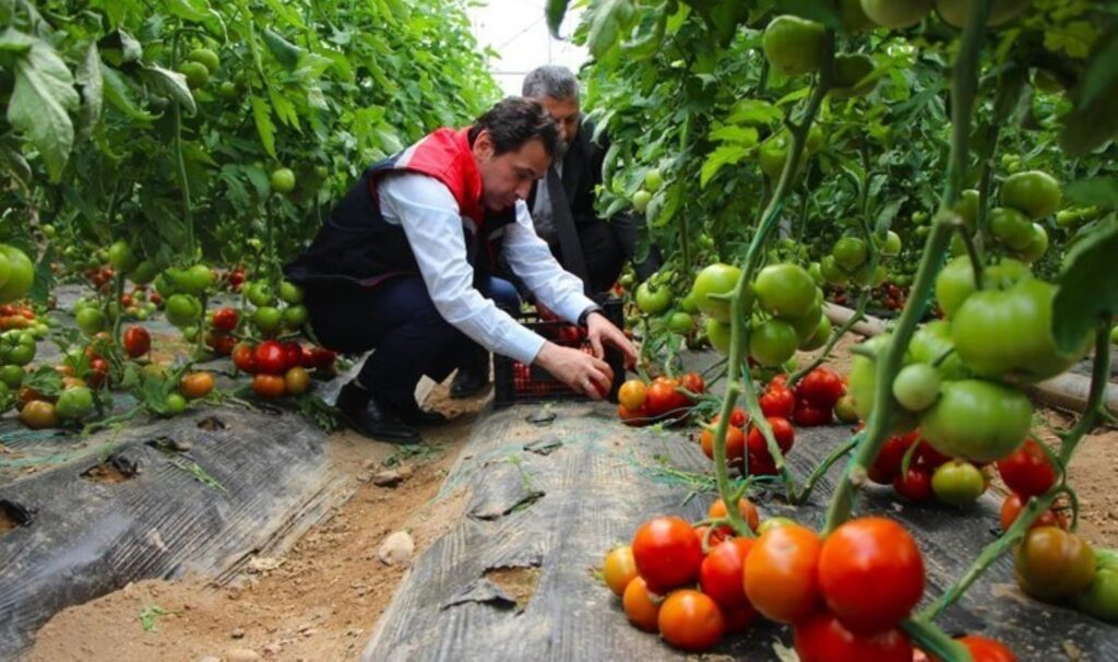 Amasya’da hasat başladı: 100 bin ton rekolte bekleniyor