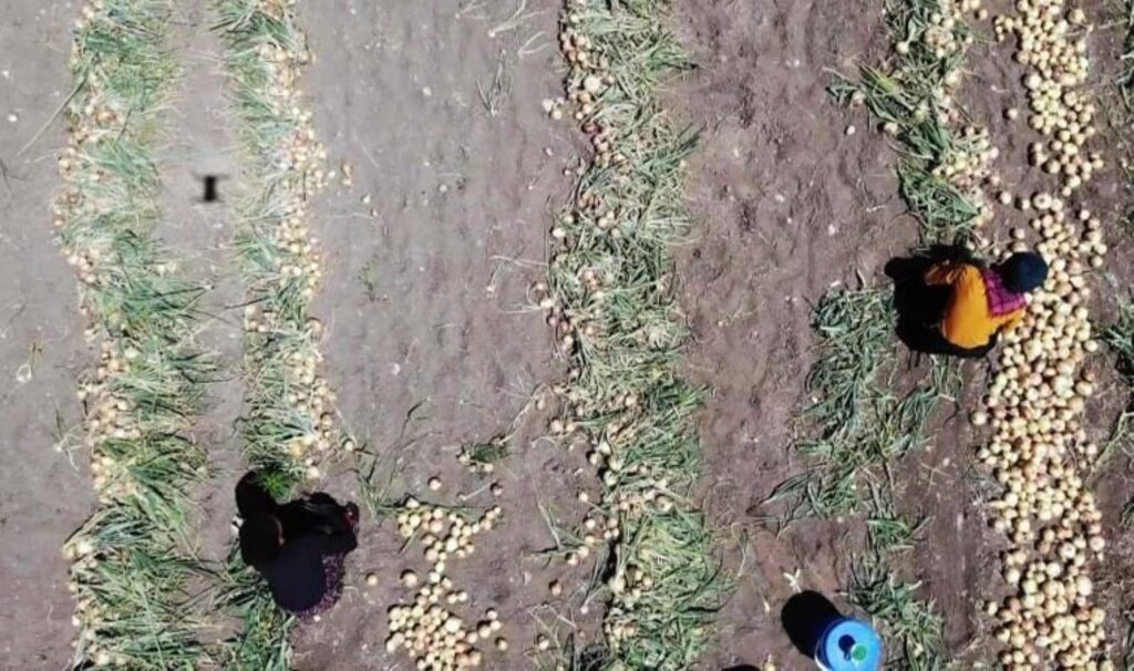 Amasya’da hasat başladı: Tarlada kilosu 7 TL! 428 bin tondan fazla rekolte bekleniyor