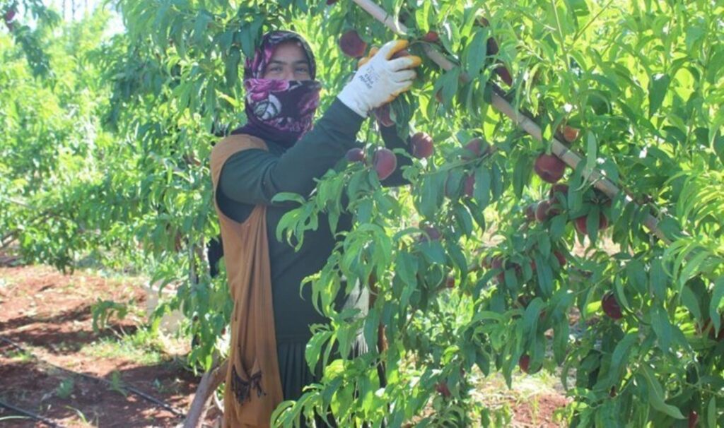 Amik Ovası’nda hasat güneş doğmadan başlıyor! Bahçede 8 TL’den alıcı buluyor