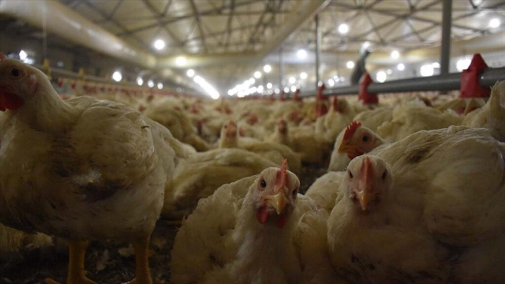 Aralık ayında tavuk yumurtası üretimi azaldı