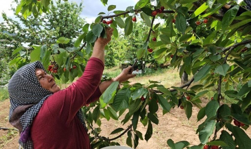 Aydın’da yetişiyor kraliyet sofralarını süslüyor! Hasadı bir buçuk ay sürüyor…