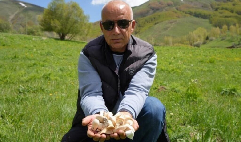 Bayburt’ta zorlu hasat başladı: Bin bir derde deva, protein deposu!