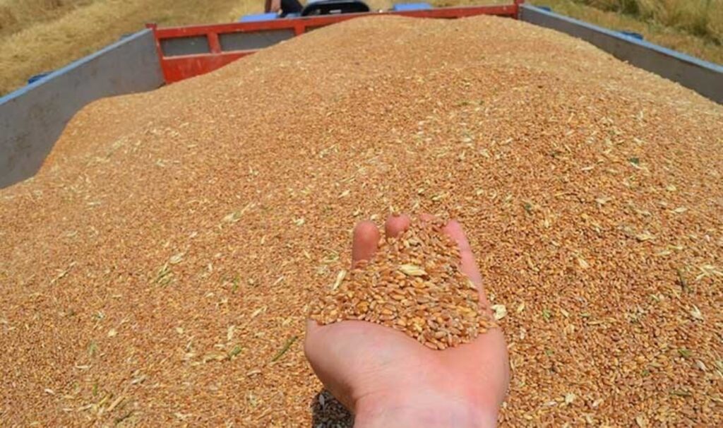 Buharkent’te sabahın ilk ışıkları ile hasat başladı