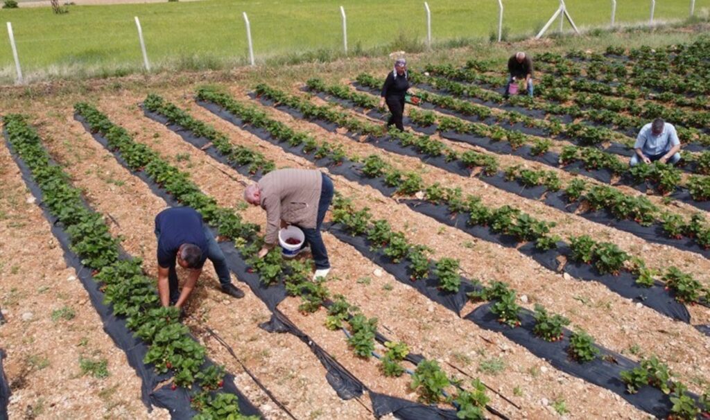Bursa’daki işini bırakıp köyüne döndü: Yılda 65 ton üretim yapıyor…