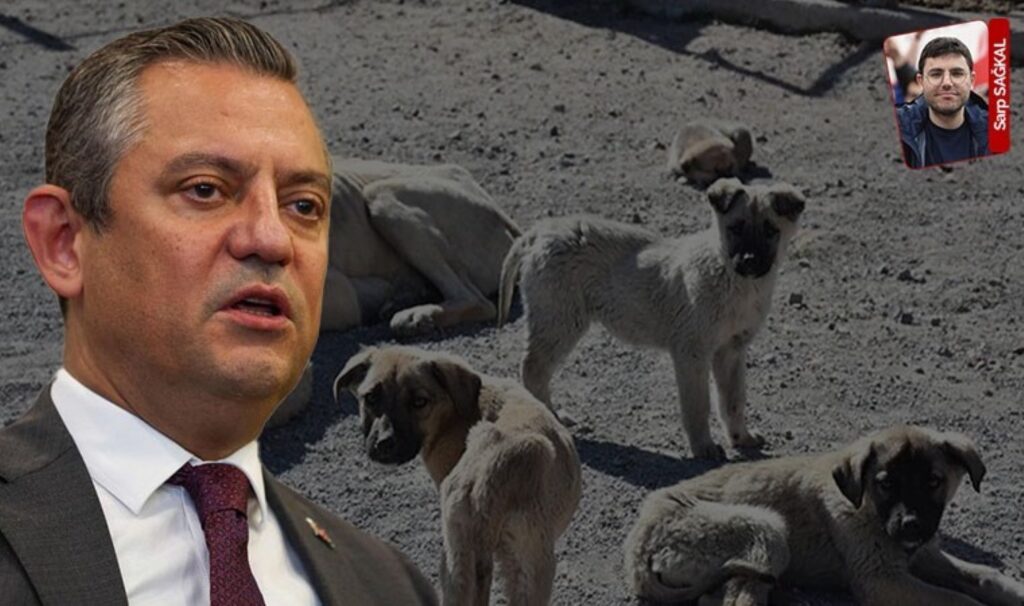 CHP, sokak hayvanları tartışmasına karşı 2019’da hazırlanan raporu işaret etti: ‘Yaşam hakkı’ vurgusu