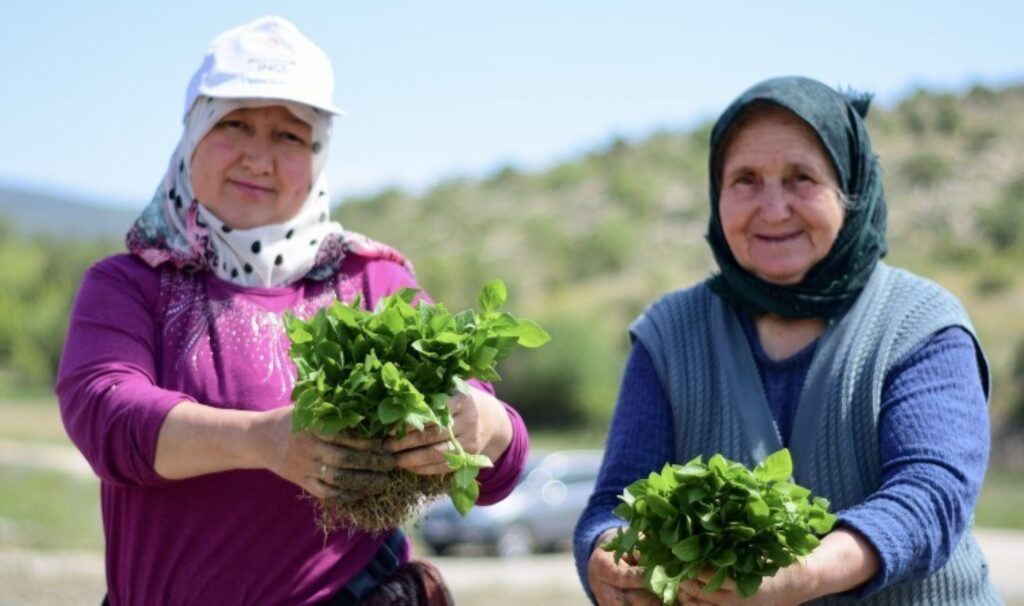 Çukurören’de dikim dönemi başladı: Sonbaharda hasat edilecek