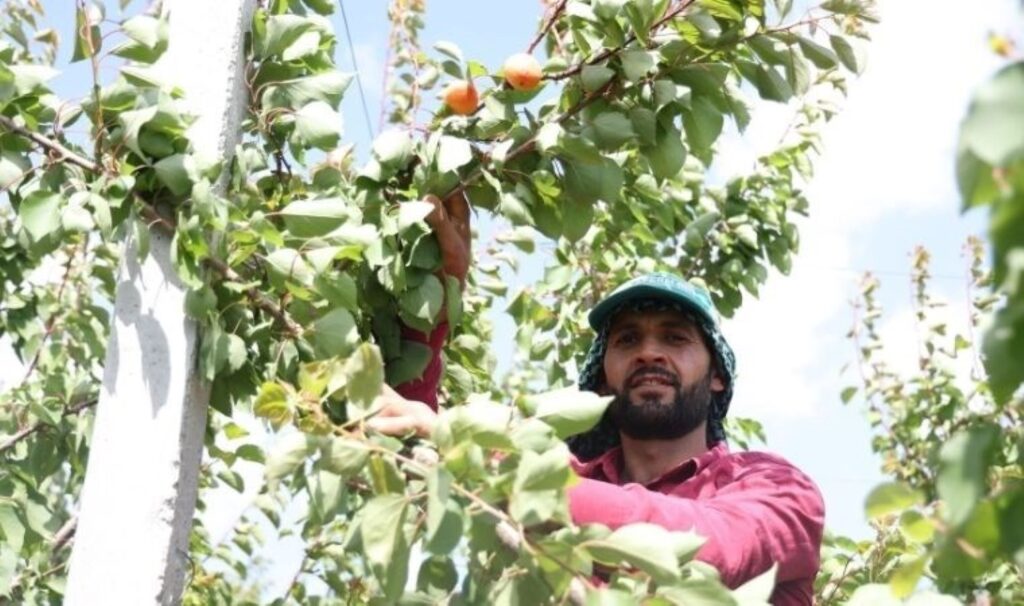 Deprem bölgesi Hatay’da hasat başladı: Tarlada 20 TL’ye satılıyor