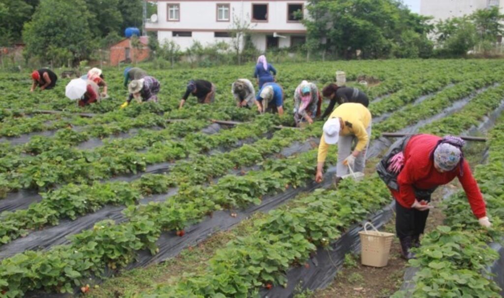 Ek gelir olarak başlandı! Yıllık bin 400 ton rekolte bekleniyor…