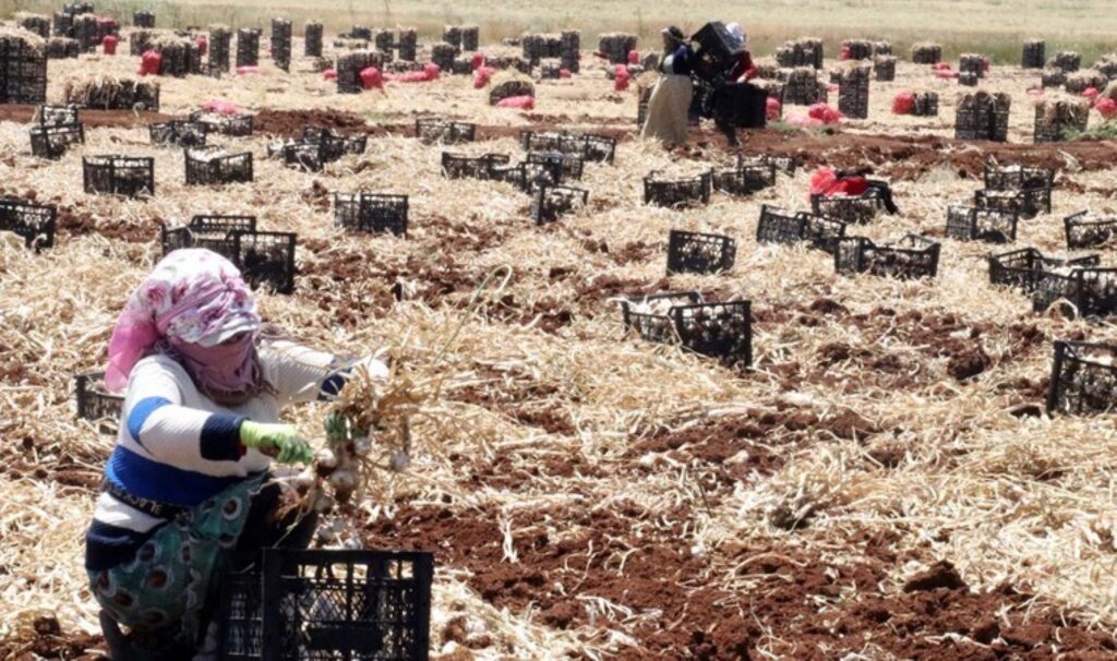 Gaziantep’te 8 bin tarım işçisiyle hasat başladı! Üretim süreci 9 ay sürdü…