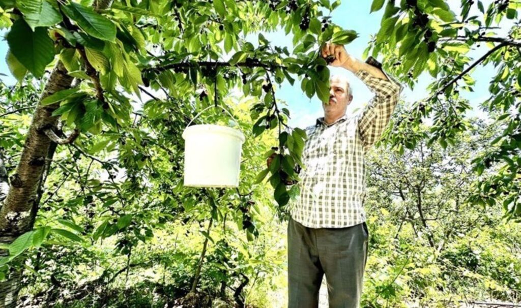 Günlüğü 2 bin TL’ye işçi bulamadı, hasadı kendi gerçekleştirdi