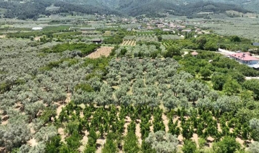 İznik’te hasat erken bitti: Kilosu 35 liraya düştü