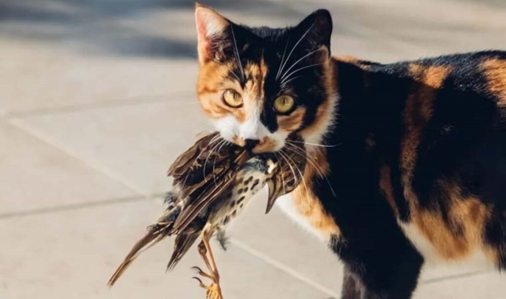 Kedilerde kuş gribi tehlikesi! Yeni bir salgın kapıda olabilir…