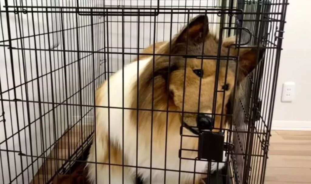 Köpeğe dönüşmek için 500 bin TL harcamıştı… Yeni hedefi başka bir hayvan olmak!