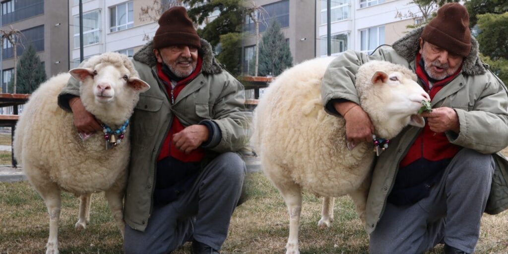 Kurban olunur bu dostluğa! Koyun Pamuk hem kıskanç hem sevgi dolu