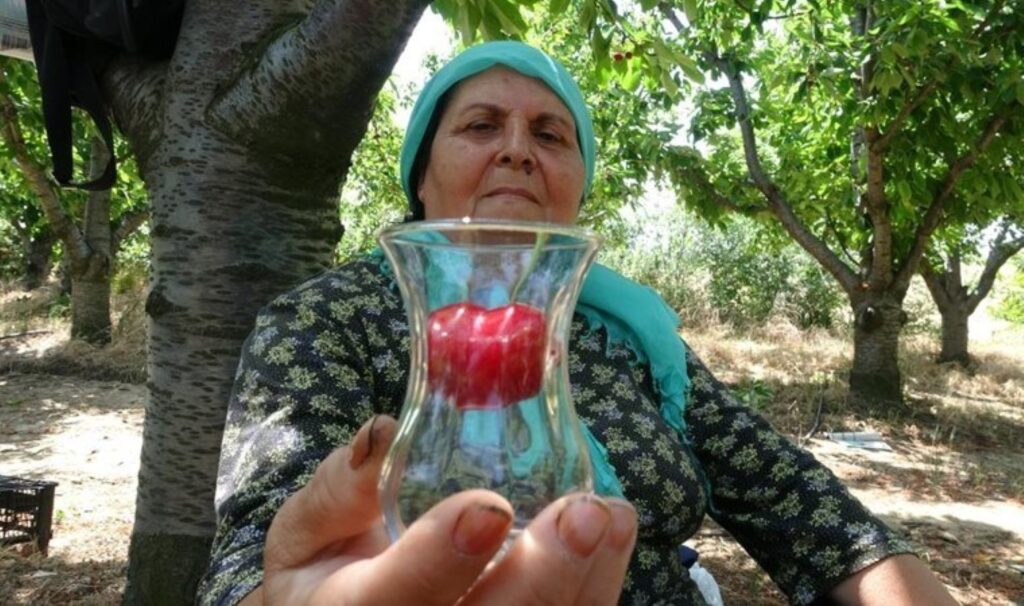 Lezzeti ve iriliği ile meşhur! Çay bardağına sığmıyor…