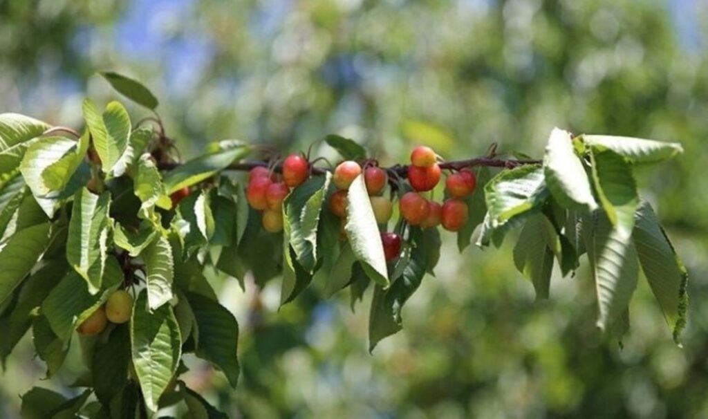 Malatya’nın tescilli lezzetinde bu sezon 800 ton rekolte bekleniyor