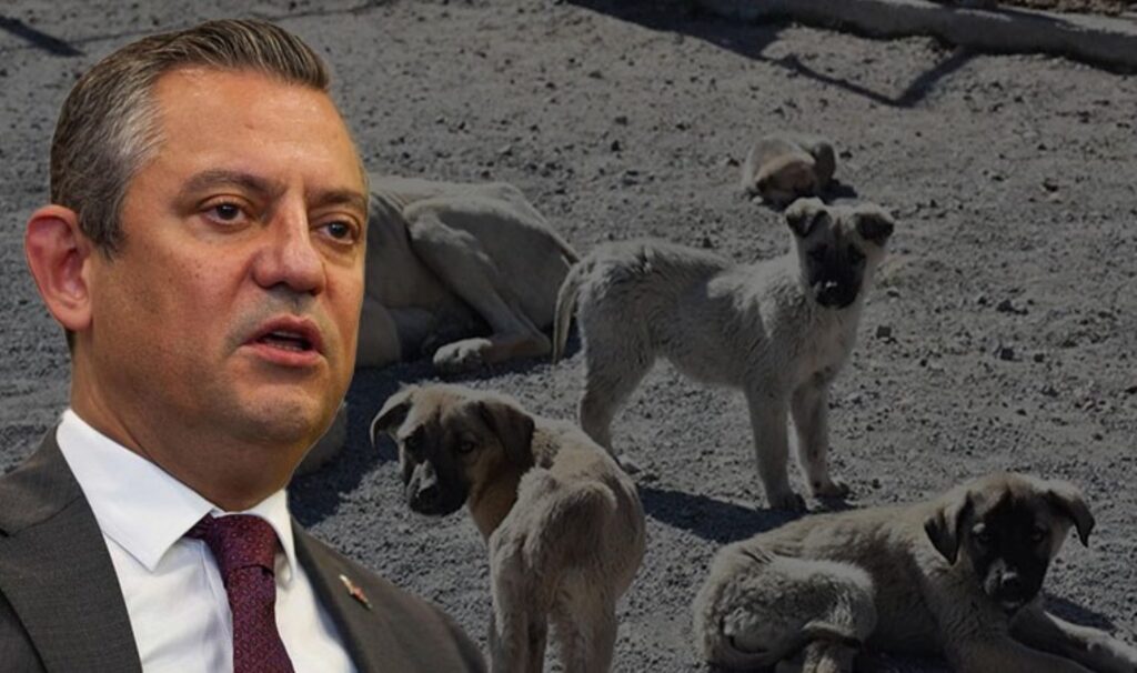 Özgür Özel sokak hayvanları hakkında konuştu: ‘Çare uyutma değil’