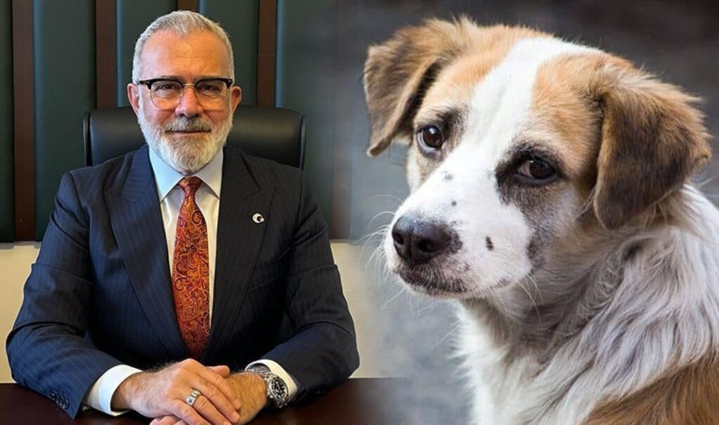 Rolex’i ile gündem olmuştu… AKP’li Yenişehirlioğlu sokak hayvanlarının ‘uyutulmasını’ böyle savundu: ‘Toplumun sesine kulak verdik’