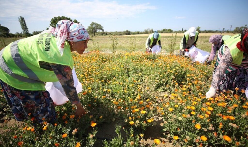 ‘Şifa Bahçesi’nde ilk hasat yapıldı