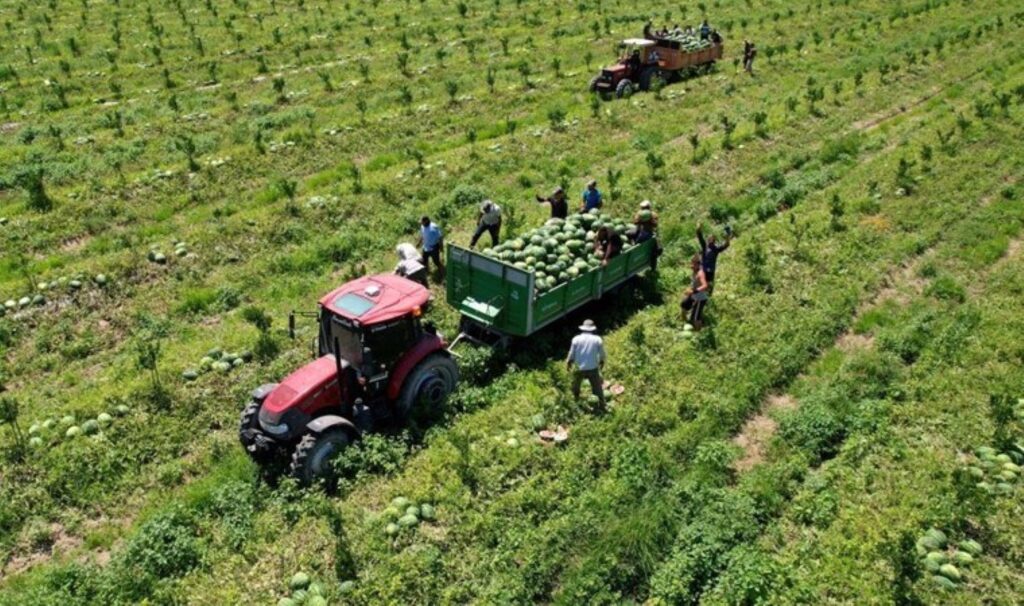 Tarlada fiyatı 7 liraya düştü! 700 bin ton bekleniyor…