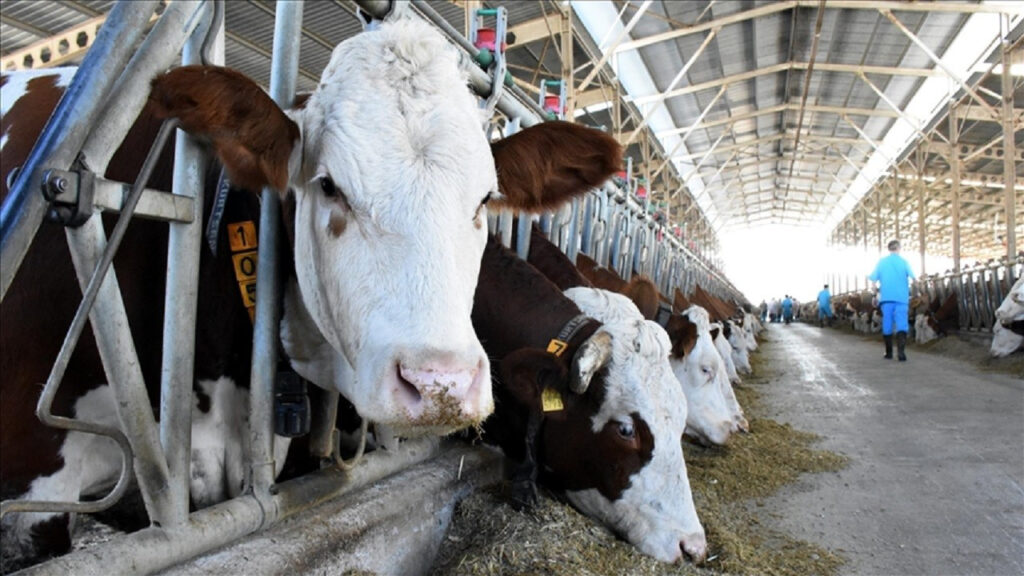 TÜİK, 2024 yılı Hayvansal Üretim İstatistikleri’ni açıkladı
