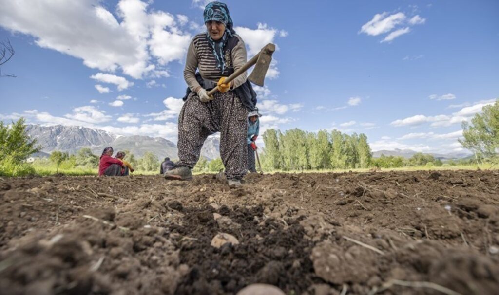 Tunceli’de 80 dekar alanda ekim başladı: Kumlu ve humuslu toprakta yetişiyor