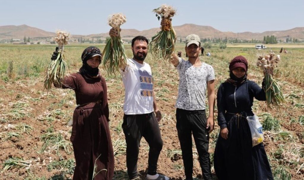 Türkiye’nin ilk ve tek: 100 dönüm arazide 200 ton ürün…