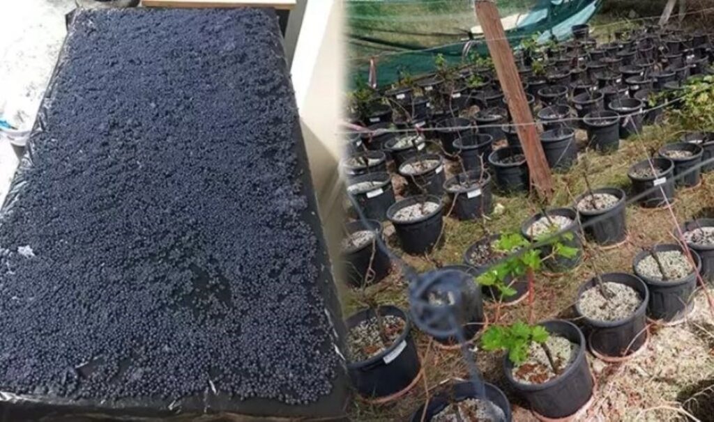 Üzüm bağlarının korunması için ‘hidrojel’ üretildi