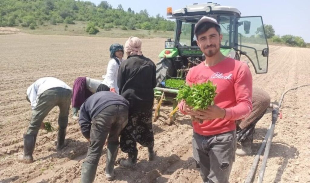 Yeşil altın fideleri toprakla buluştu! 2 ay sonra hasat edilecekler…
