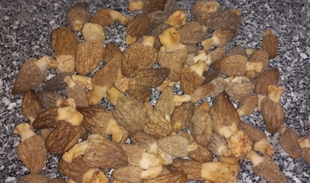Zehirli mantar nasıl anlaşılır? Uzmanından yabani mantarlar hakkında tavsiyeler…