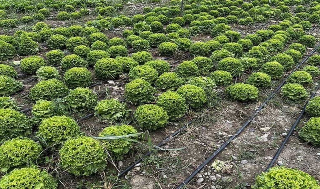 15 çiftçi 1000 dekar alanda üretiyor: ‘Kazancı süper’