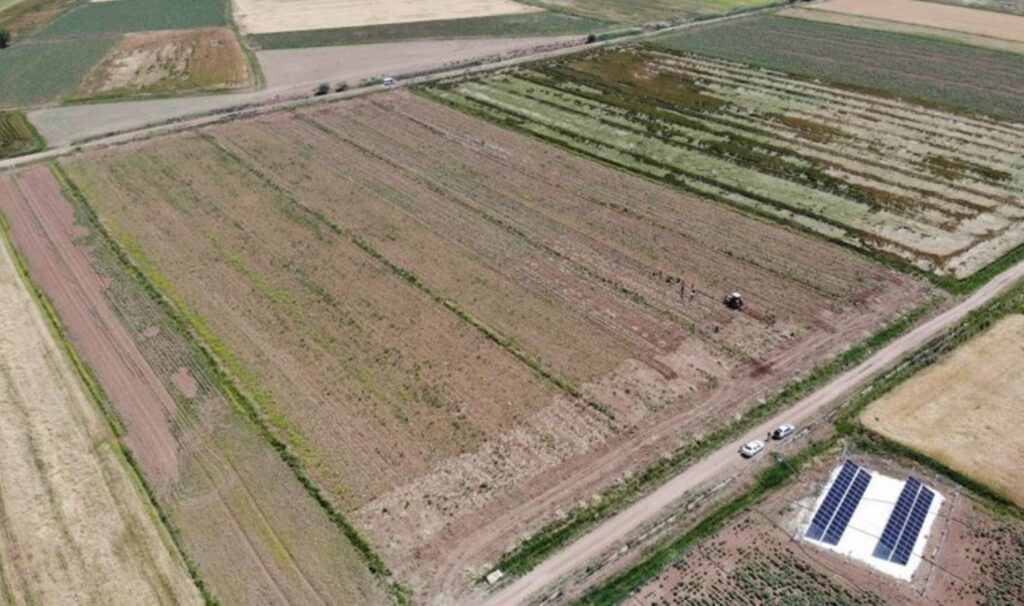 Aksaray’ın tarlalarında yetişiyor, Almanya ve Rusya’da antibiyotik oluyor! Rekolte çok yüksek…