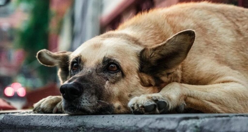 Ankara Valiliği duyurdu: Köpeği barınaktan bırakanlara 71 bin lira para cezası