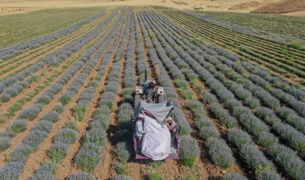 ‘Asla çiftçilik yapmam’ dedi, kendini tarlada buldu! 10 ton çiçekten 300 kilo yağ elde etti…
