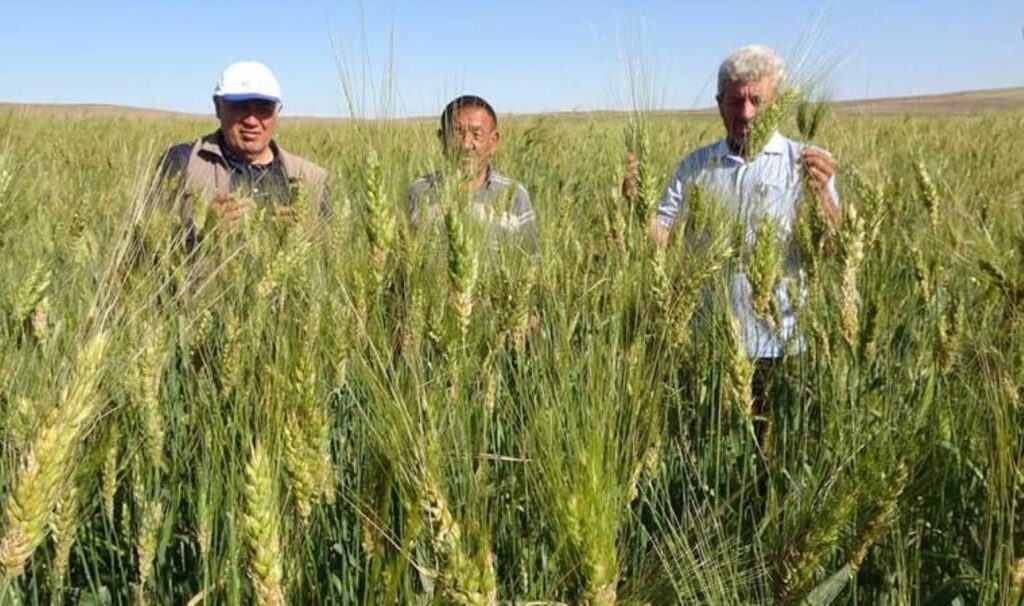 Ata tohumu ile ekim yaptı, boyu insan boyunu geçti! 1 dekardan 1 ton ürün alacak…