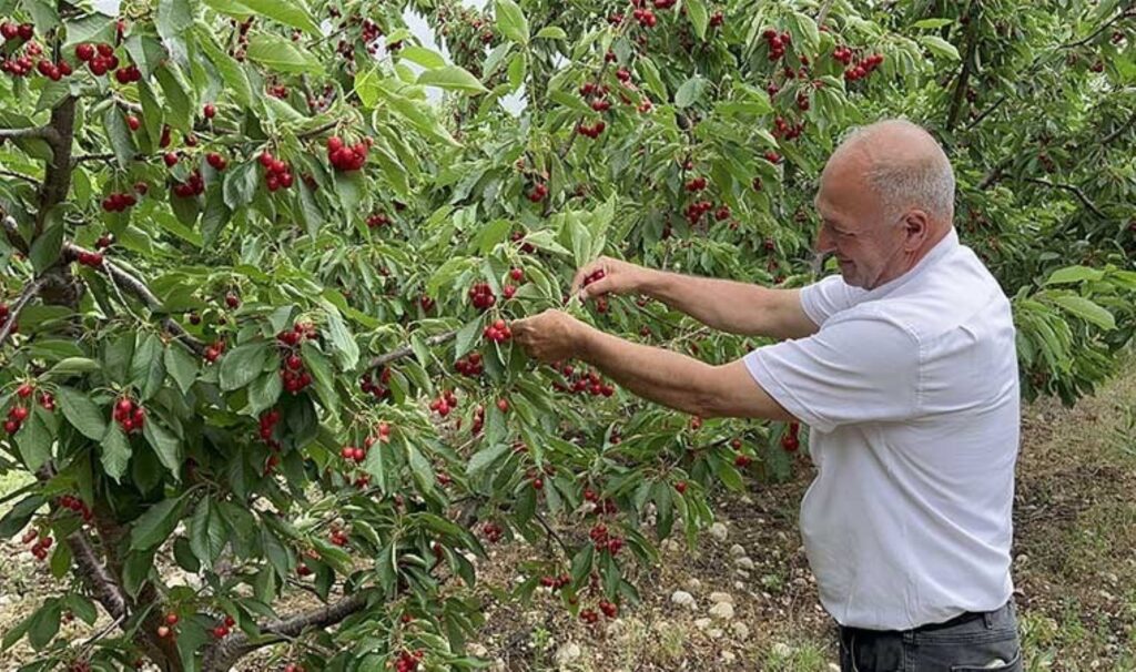 Batı Akdeniz’de yetişiyor: Hasadı 2,5 ay sürüyor! 50 ülkeye ihraç ediliyor…