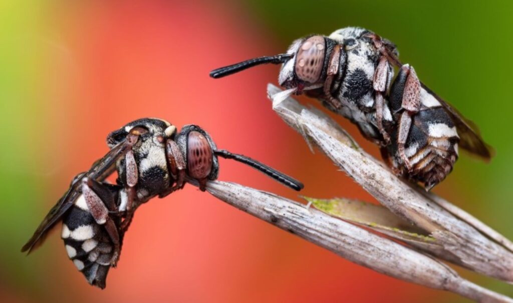 Böcek fotoğrafları yarışmasının kazananı guguklu arılar oldu