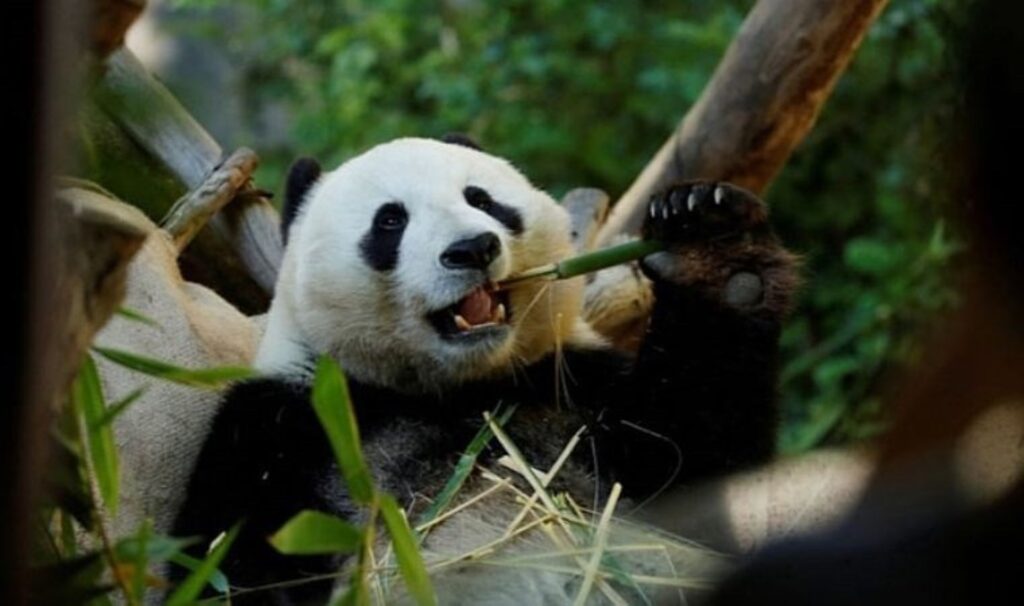 Çin, Avustralya’ya yeni bir çift dev panda gönderme sözü verdi