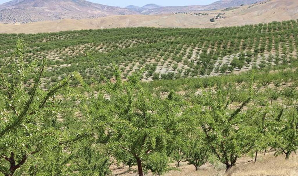 Elazığ’da sabırlı bekleyiş sona eriyor: 5 yılda 200 bin fidan toprakla buluştu! İlk kez hasat edilecekler