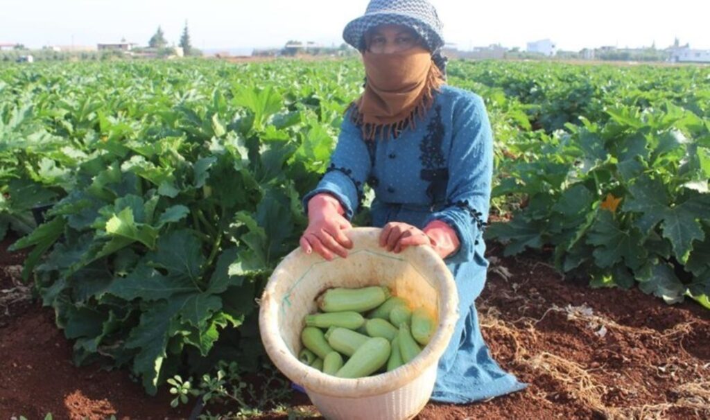 Hasadı Amik Ovası’nda başladı: Tarlada 12 TL’ye satılıyor