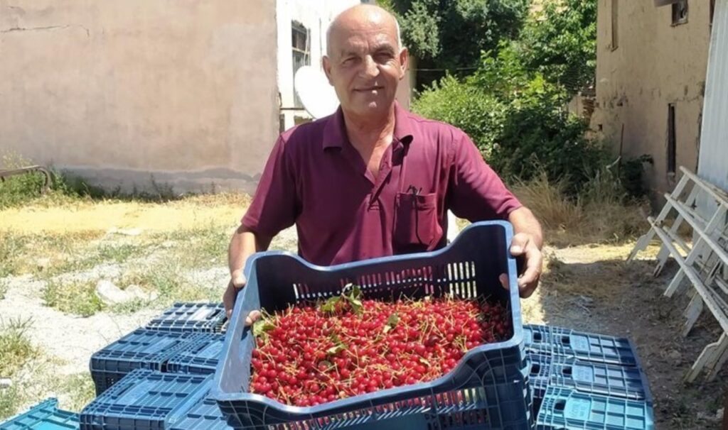 Hisarcık’ta hasat devam ediyor: Kilosu 18 TL’den alınmaya başlandı…