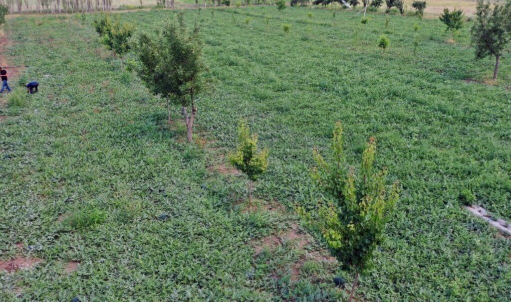Iğdır Ovası’nda bin dekar alanda 10 bin ton üretiliyor: Aroması ile eşi benzeri yok