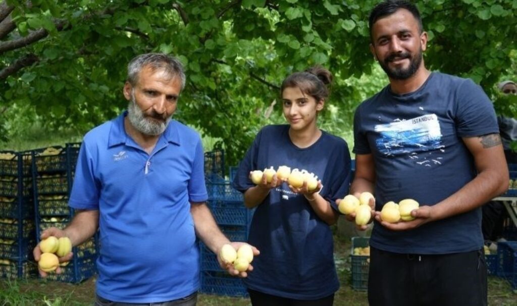 Iğdır’da ‘sarı altın’ hasadı başladı: Kilosu 30 TL