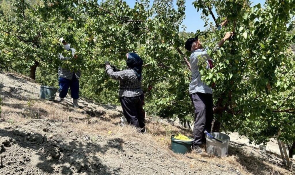 Kavurucu sıcakta zorlu hasat: Tarlada 30 TL…