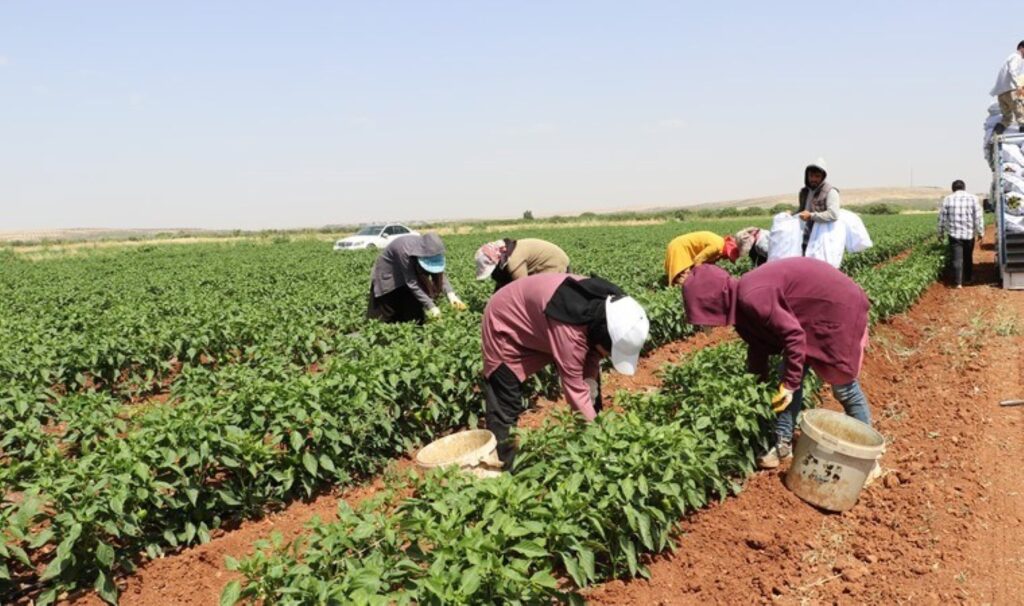 Kilis’te hasat başladı: Fiyatı 5 kat arttı